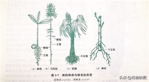 根的種類|根(植物的六大器官之一):概念,根系,結構,直根系,鬚根系…